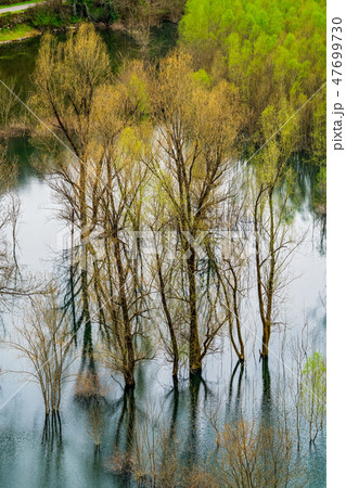 Green autumn trees reflected in the lake 47699730
