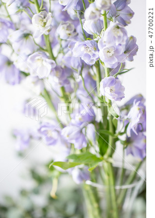 close up of lilac buds. Beautiful blue and lilac delphinium flower in vase on white background 47700221