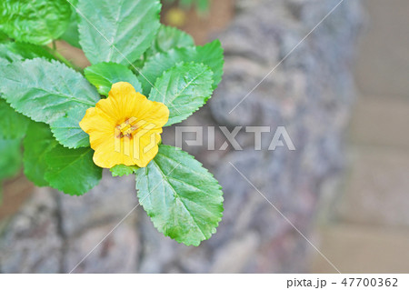 黄色いイリマの花の写真素材