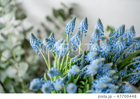 Bouquet of blue muscari flowers in glass vase on wooden table. Spring bulbous flowers. Flower shop 47700448