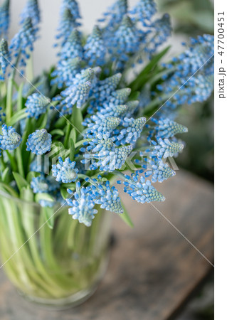 Bouquet of blue muscari flowers in glass vase on wooden table. Spring bulbous flowers. Flower shop 47700451