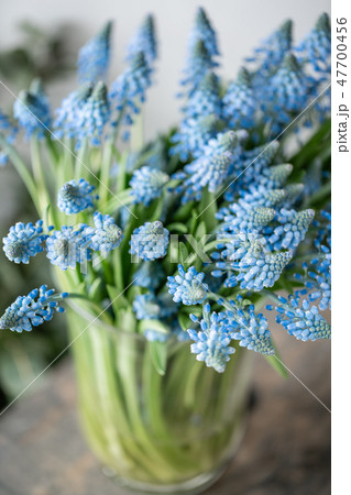 Bouquet of blue muscari flowers in glass vase on wooden table. Spring bulbous flowers. Flower shop Bouquet of blue muscari flowers in glass vase on wooden table. Spring bulbous flowers. Flower shop 47700456