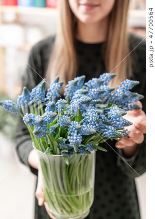 Bouquet of blue muscari flowers in glass vase in woman hands. Spring bulbous flowers. Flower shop 47700564