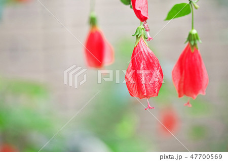 赤いウナヅキヒメフヨウの花 47700569