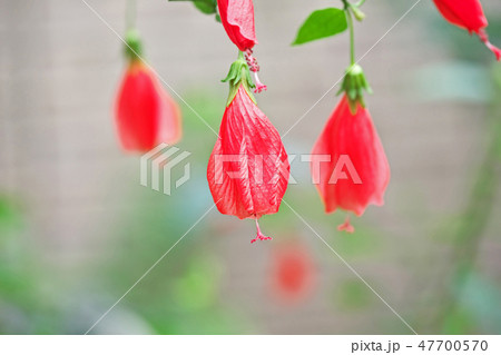 赤いウナヅキヒメフヨウの花 47700570