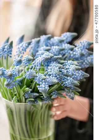 Bouquet of blue muscari flowers in glass vase in woman hands. Spring bulbous flowers. Flower shop Bouquet of blue muscari flowers in glass vase in woman hands. Spring bulbous flowers. Flower shop 47700580