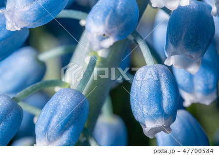 Close up of buds. Bouquet of blue muscari flowers in glass vase on wooden table. Spring bulbous Close up of buds. Bouquet of blue muscari flowers in glass vase on wooden table. Spring bulbous 47700584