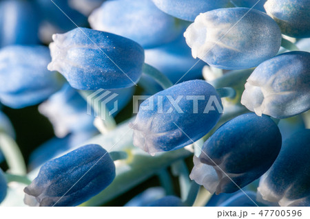 Close up of buds. Bouquet of blue muscari flowers in glass vase on wooden table. Spring bulbous Close up of buds. Bouquet of blue muscari flowers in glass vase on wooden table. Spring bulbous 47700596