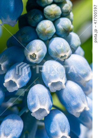 Close up of buds. Bouquet of blue muscari flowers in glass vase on wooden table. Spring bulbous Close up of buds. Bouquet of blue muscari flowers in glass vase on wooden table. Spring bulbous 47700597