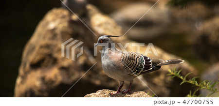 Crested Pigeon 47700755
