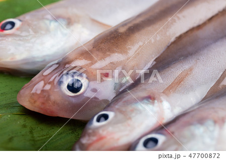 ノロゲンゲ ノロゲンゲ 47700872