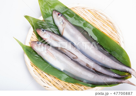 ノロゲンゲ 47700887