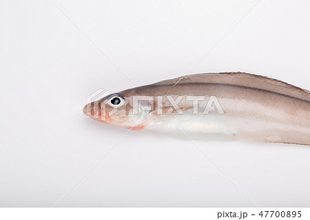 ノロゲンゲ 47700895