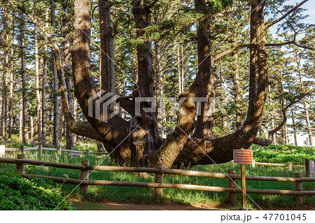Massive Octopus Tree, Cape Meares, Oregon, USA Massive Octopus Tree, Cape Meares, Oregon, USA 47701045