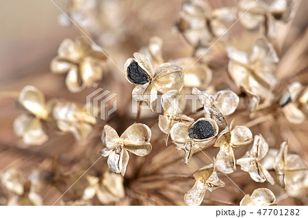 ニラの種 ニラの種 47701282