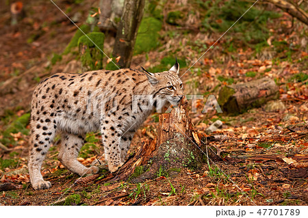 Eursian lynx in autmn forest with blurred background. Eursian lynx in autmn forest with blurred background. 47701789