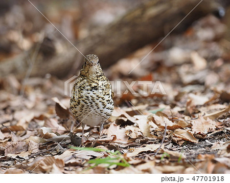 トラツグミ 47701918