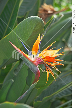 鮮やかなゴクラクチョウカの花 47702693