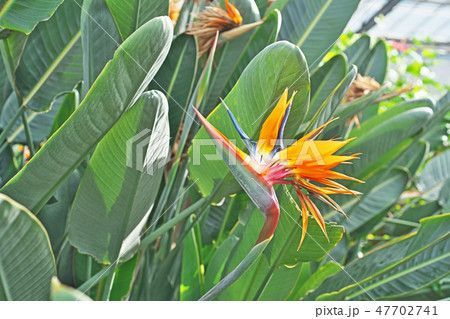 鮮やかなゴクラクチョウカの花 47702741