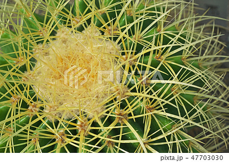 サボテン　キンシャチ 47703030