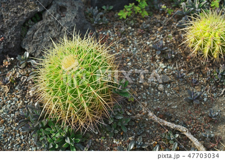 サボテン　キンシャチ 47703034