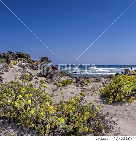 Blooming flowers on white sand of Crete coastline 47703137