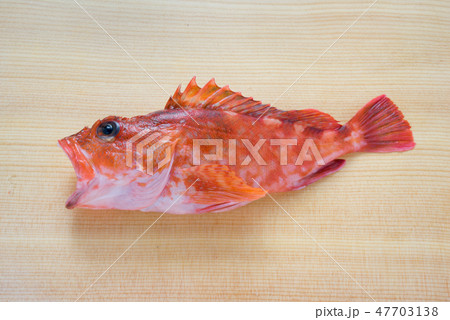 カサゴ カサゴ 47703138