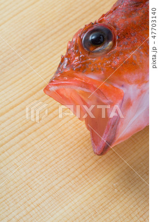 カサゴ カサゴ 47703140