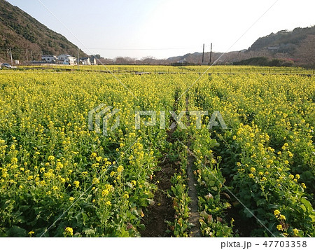 南伊豆町湊「菜の花畑」 南伊豆町湊「菜の花畑」 47703358