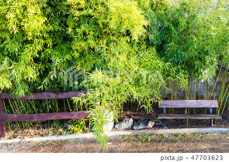 Wooden park bench at a park with bamboo-like plants around Wooden park bench at a park with bamboo-like plants around 47703623
