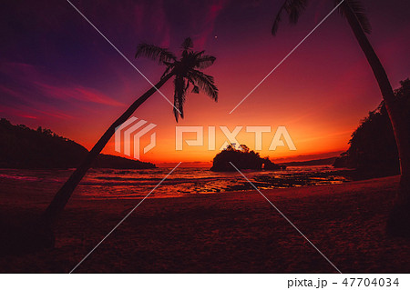 Coconut palms and pink sunset at tropical beach 47704034