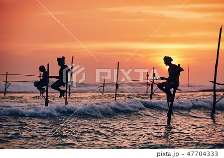Traditional stilt fishing in Sri Lanka 47704333