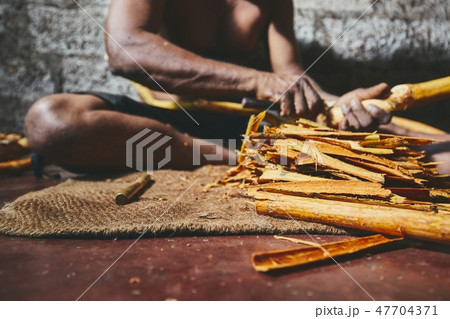 Production of the cinnamon sticks Production of the cinnamon sticks 47704371