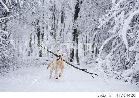 Happy dog in winter Happy dog in winter 47704420