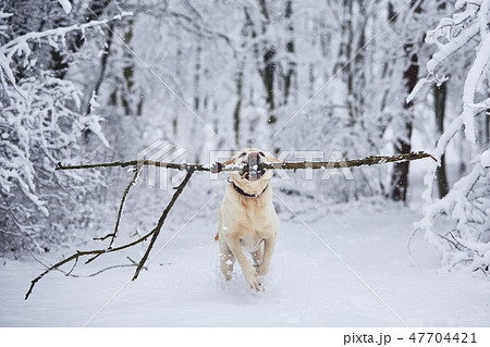 Happy dog in winter 47704421