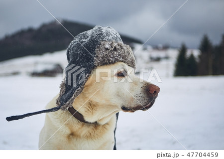 Funny portrait of dog with winter cap 47704459