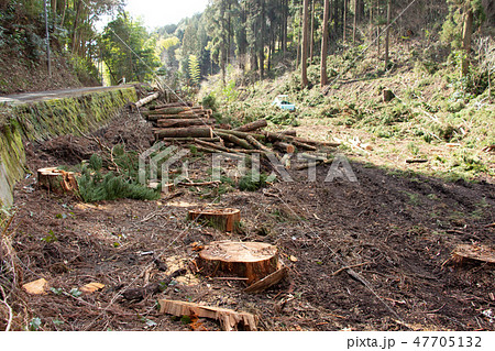 杉の伐採 中国への輸出拡大 森林伐採の写真素材