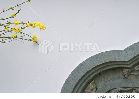 雲南黄梅 雲南黄梅 47705250