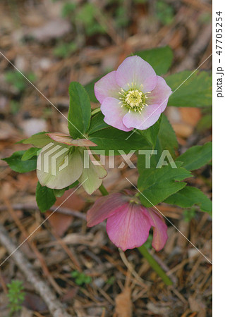 クリスマスローズ 47705254