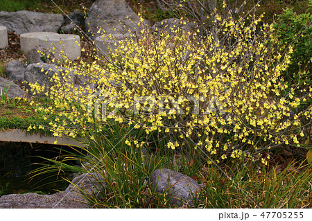 ヒュウガミズキ 47705255