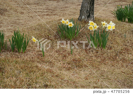水仙　 47705256