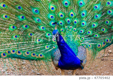 クジャク 【動物鳥類】 クジャク 【動物鳥類】 47705402