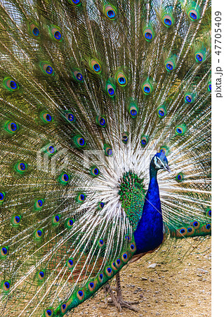 クジャク　【動物鳥類】 47705409