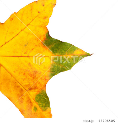 Part of autumn yellowed maple leaf Part of autumn yellowed maple leaf 47706305