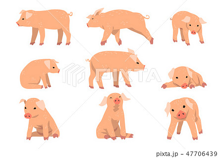 Cute little pig set, funny piggy in different actions set of cartoon vector Illustrations isolated Cute little pig set, funny piggy in different actions set of cartoon vector Illustrations isolated 47706439
