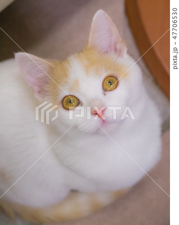 見つめるネコ 見つめるネコ 47706530