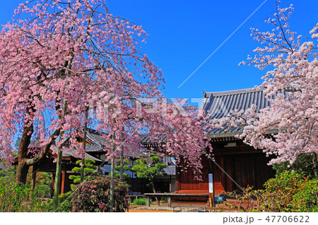 本堂を背景にソメイヨシノとベニシダレザクラの共演 本堂を背景にソメイヨシノとベニシダレザクラの共演 47706622