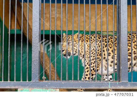 Sorrowful cheetah looking from the cage.Cheetah in 47707031