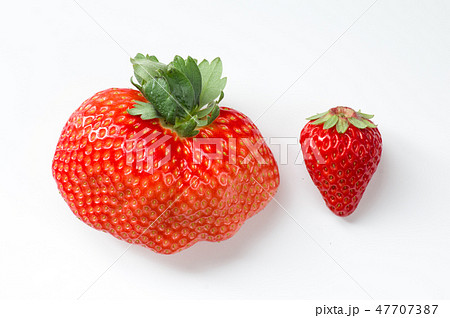 苺の奇形果・正常果との比較 47707387