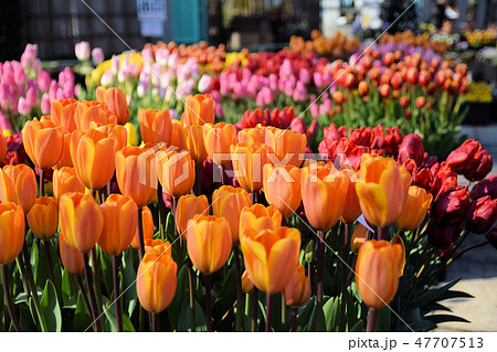 アイスチューリップ アイスチューリップ 47707513